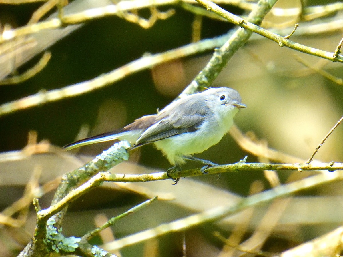 Blue-gray Gnatcatcher - ML597812701