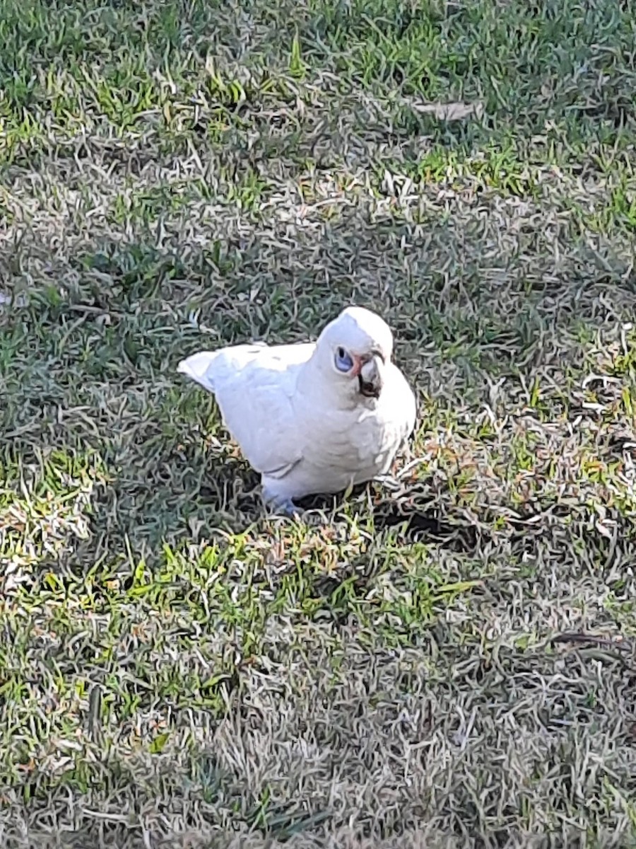 Cacatoès corella - ML597814481