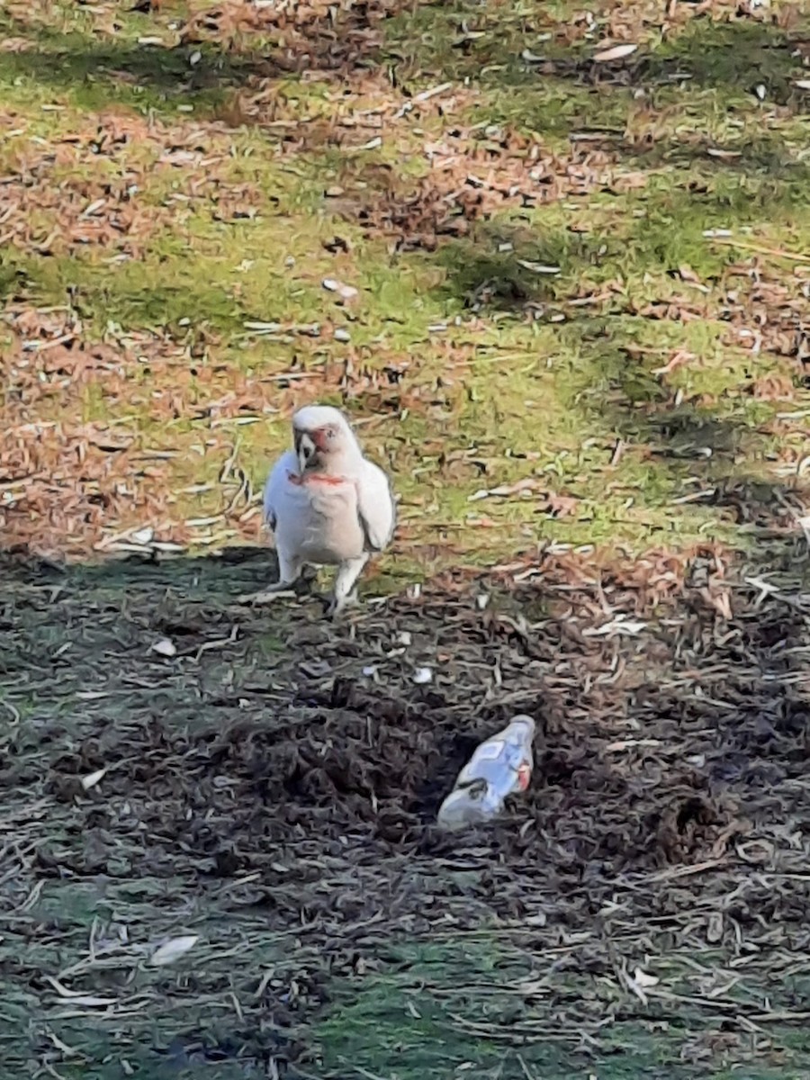 Long-billed Corella - ML597814531