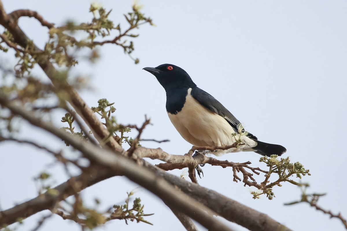 Magpie Starling - ML597815851