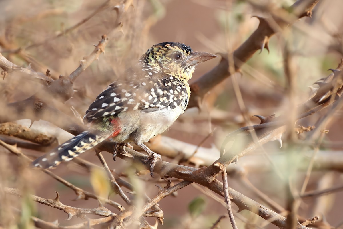 D'Arnaud's Barbet (D'Arnaud's) - ML597815891