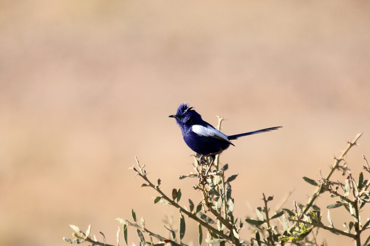 White-winged Fairywren - Jon Spicer-Bell