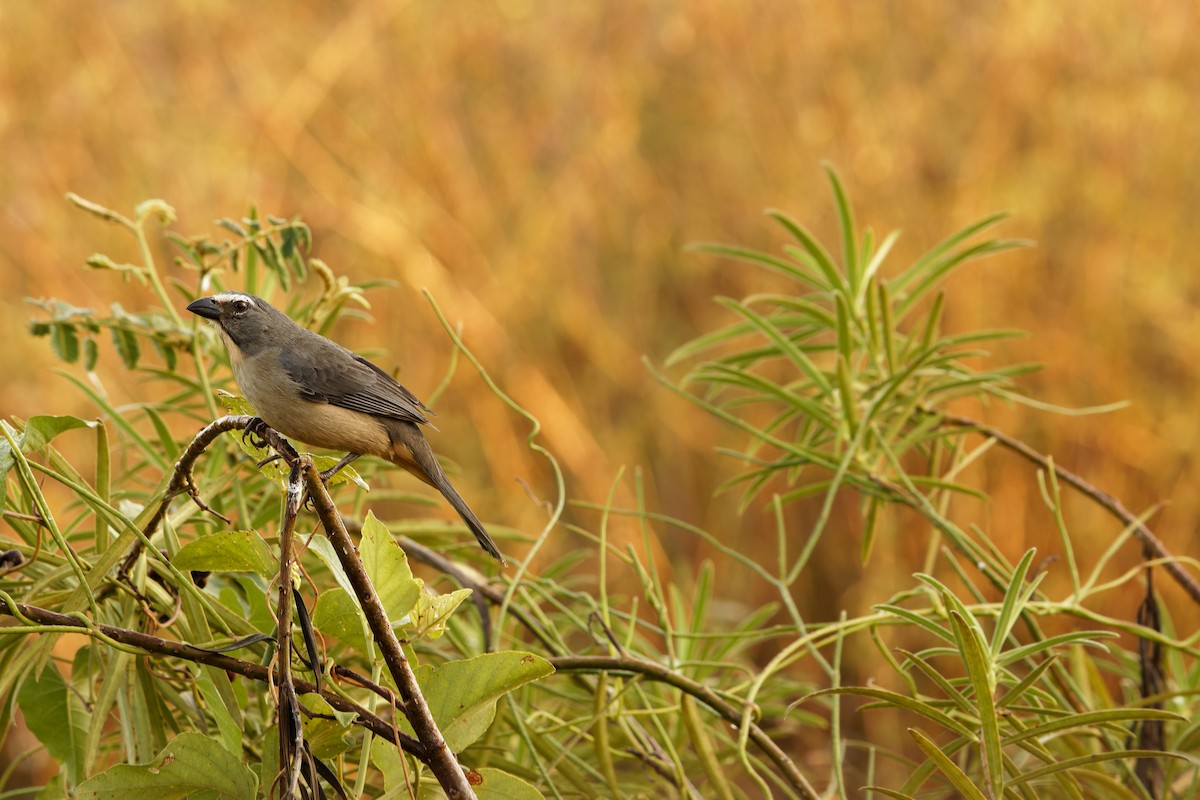 Bluish-gray Saltator - ML597816551