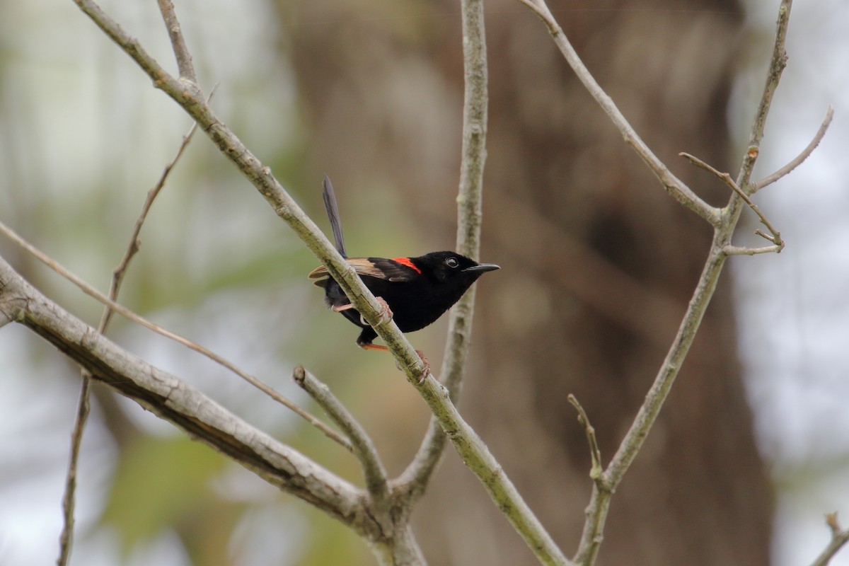 Red-backed Fairywren - ML597817161