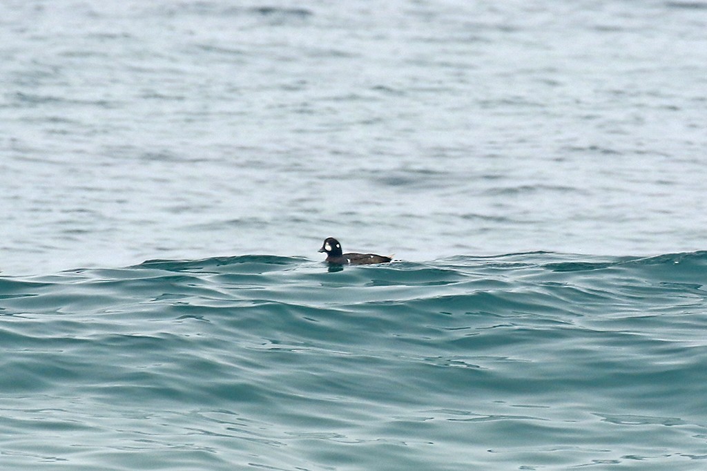 Harlequin Duck - ML597817241