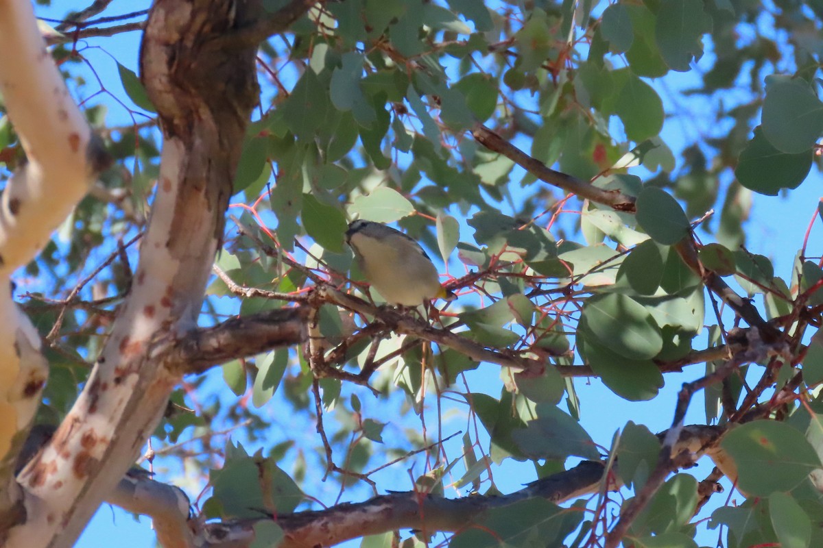 Spotted Pardalote - ML597817561