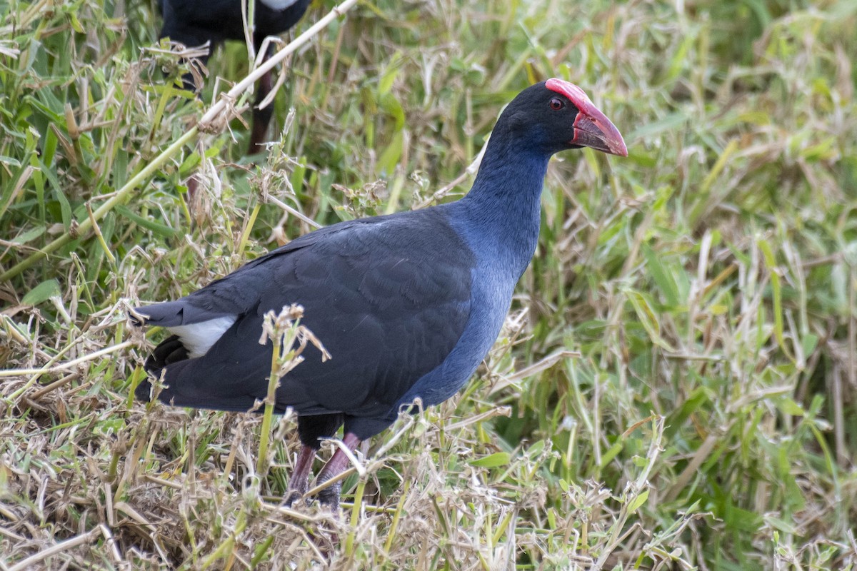 Australasian Swamphen - David King