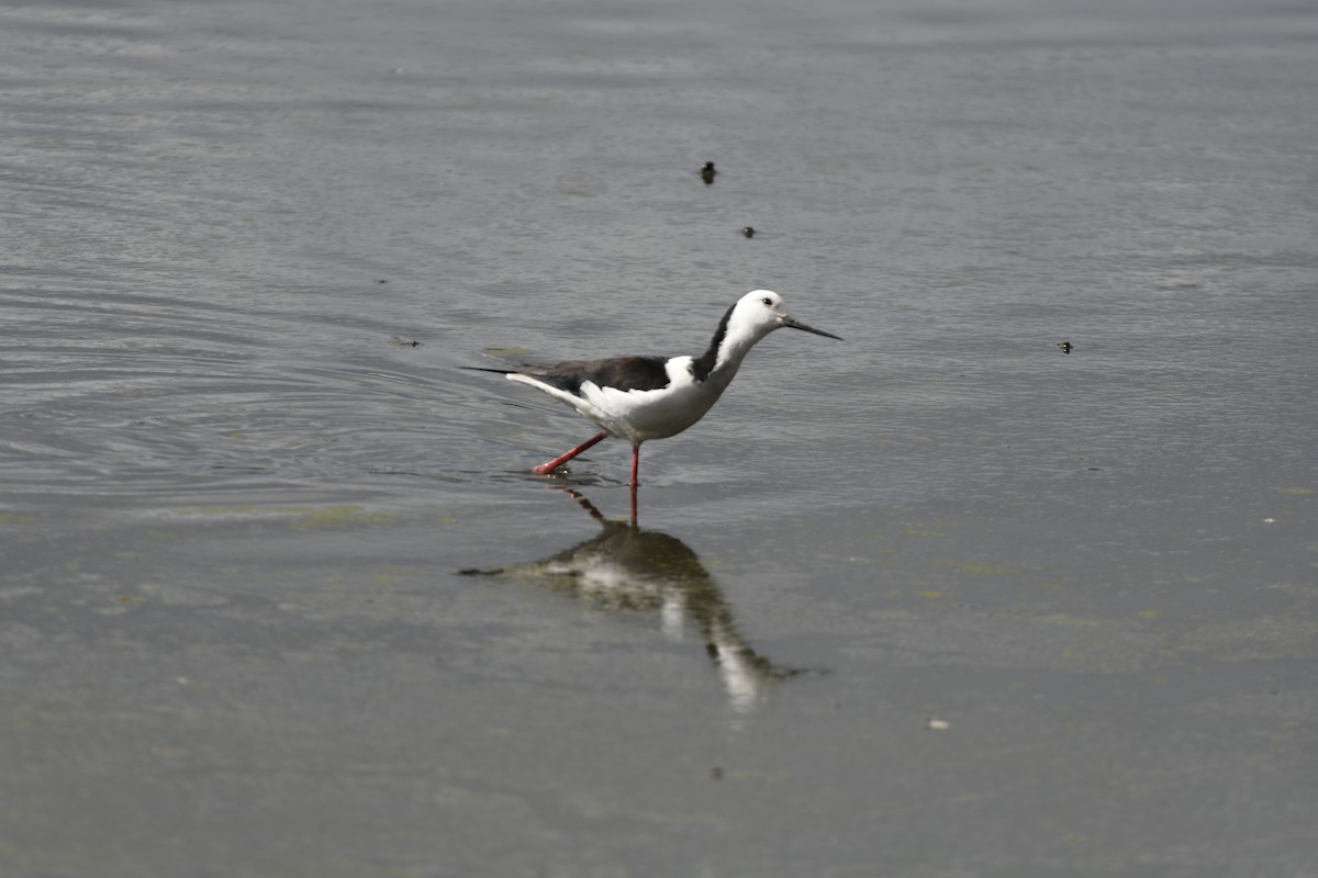 Pied Stilt - ML597819761