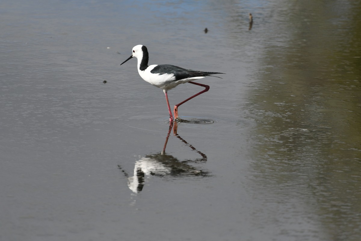 Pied Stilt - ML597819771