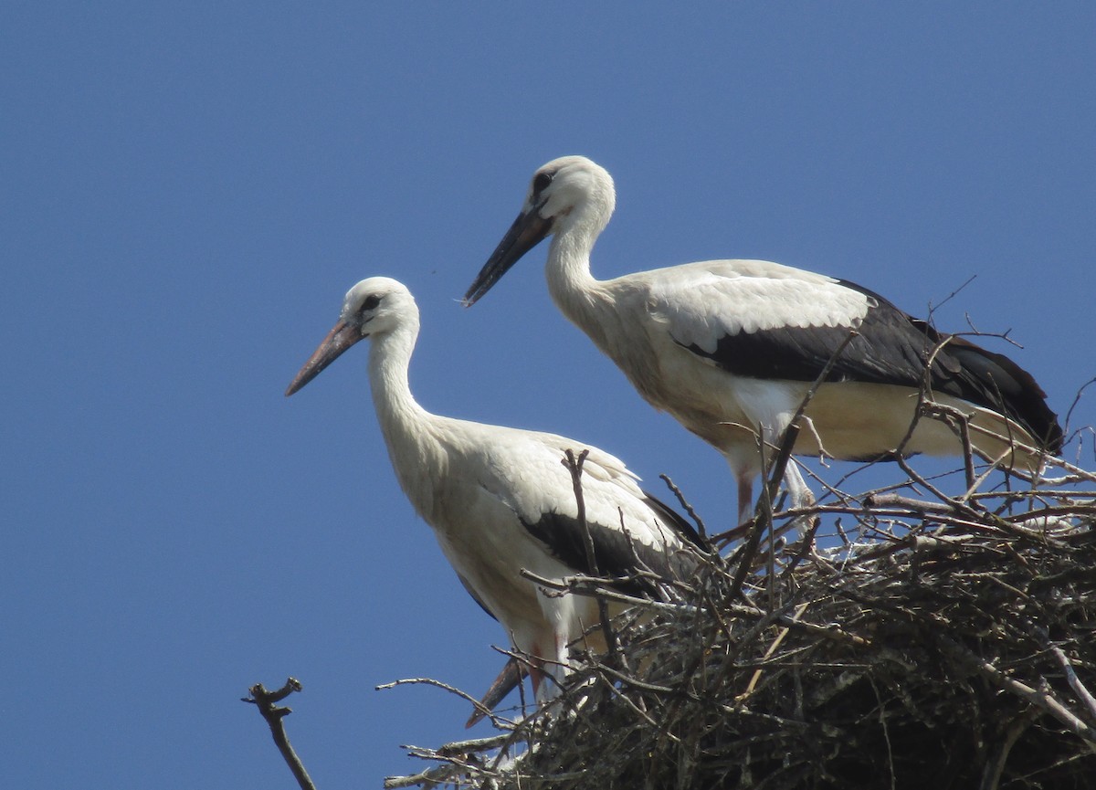 White Stork - ML597821211