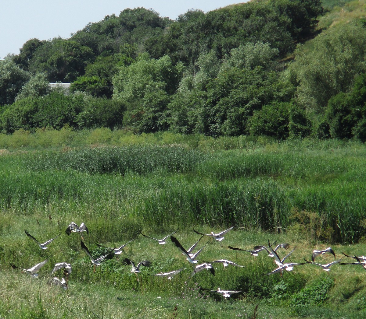 White Stork - ML597821391