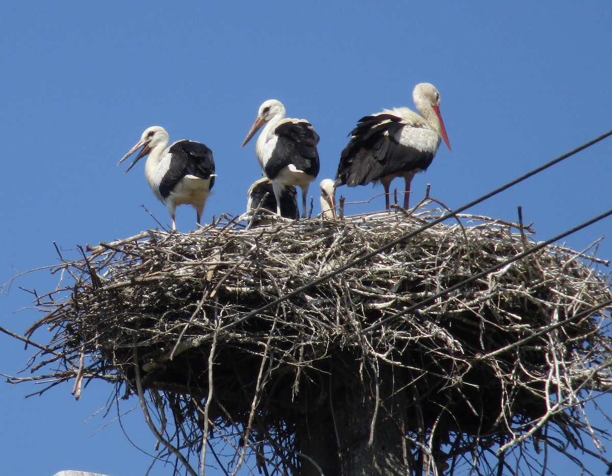 White Stork - ML597821411