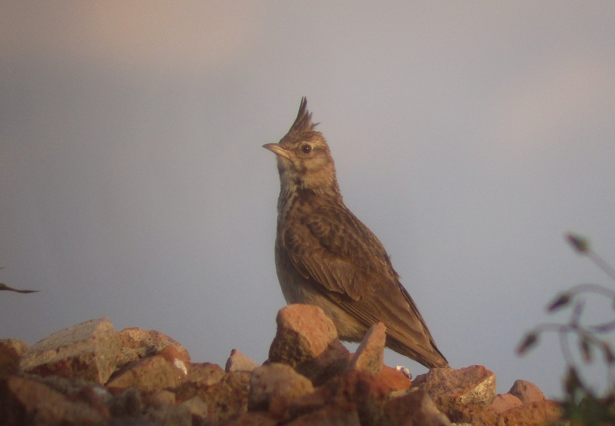 Crested Lark - ML597821581