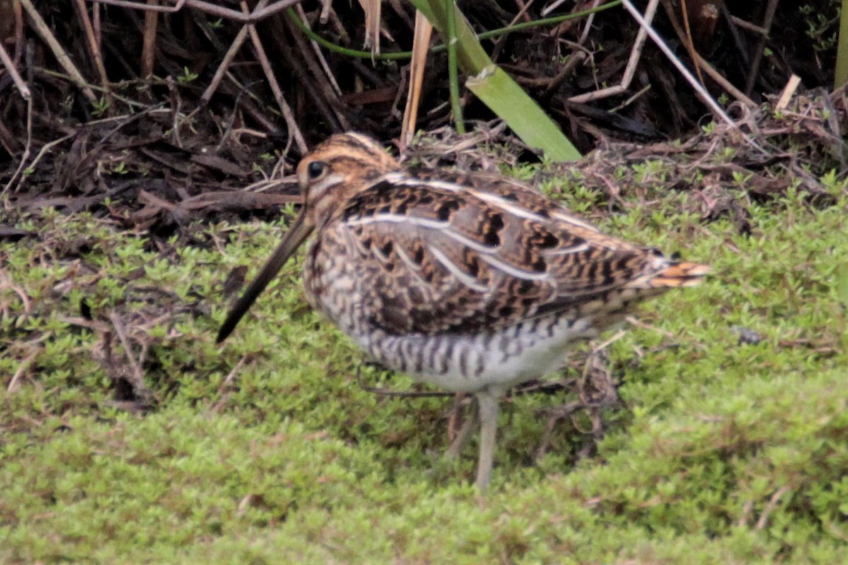 Common Snipe - ML597821931