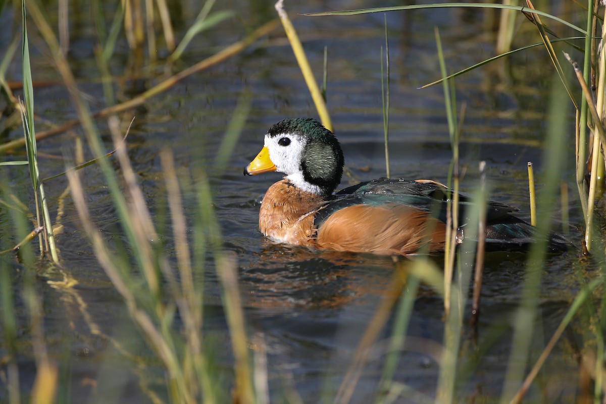 African Pygmy-Goose - Mathieu Bally