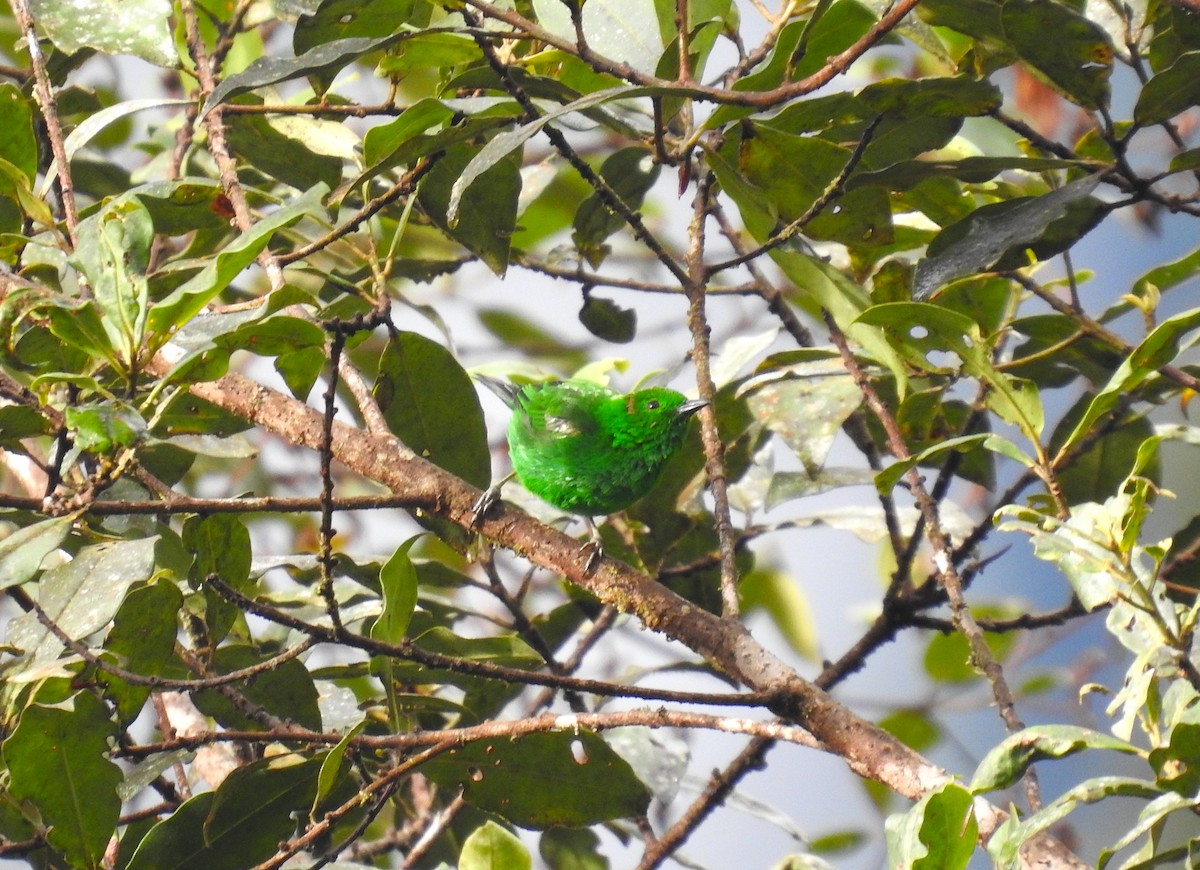 Glistening-green Tanager - ML597822201