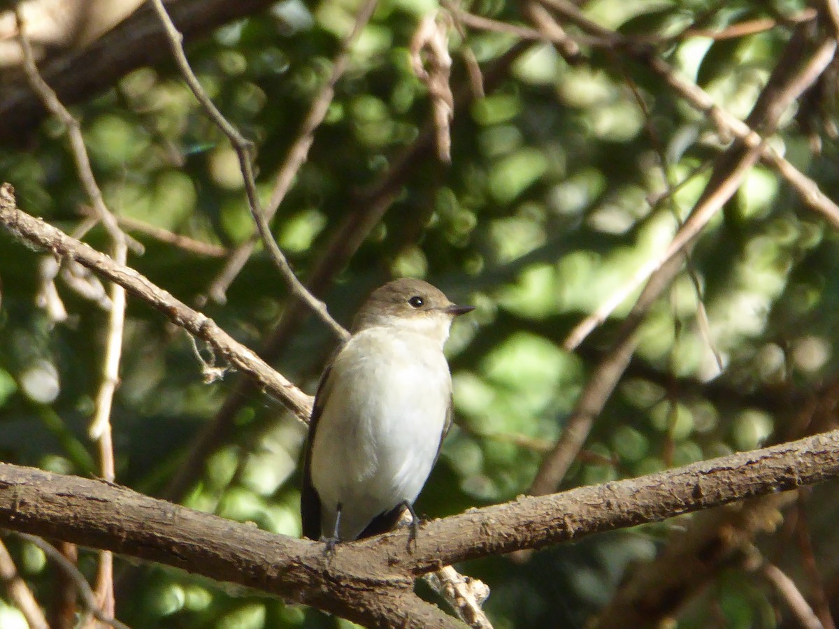 European Pied Flycatcher - Mario Ruiz