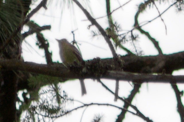 Western Flycatcher (Cordilleran) - ML597823391