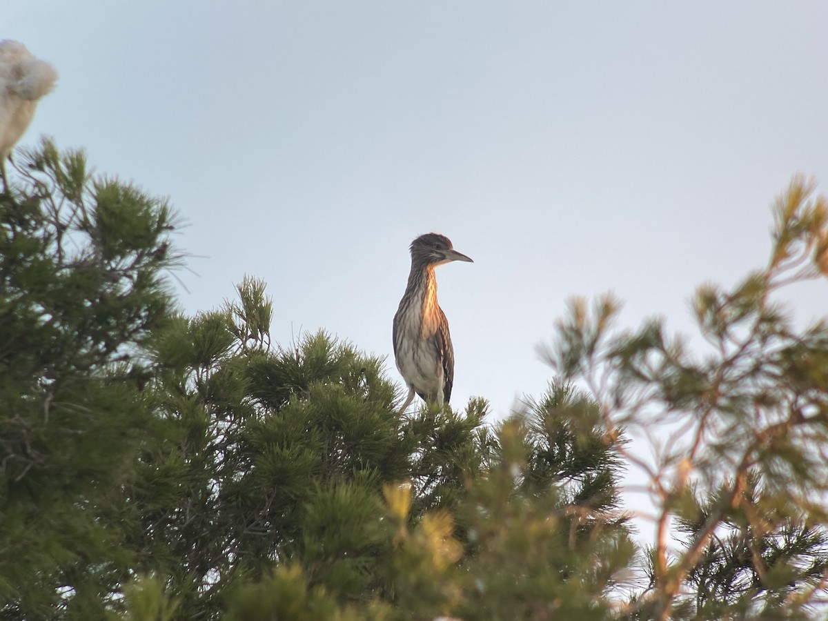 Black-crowned Night Heron - ML597823461
