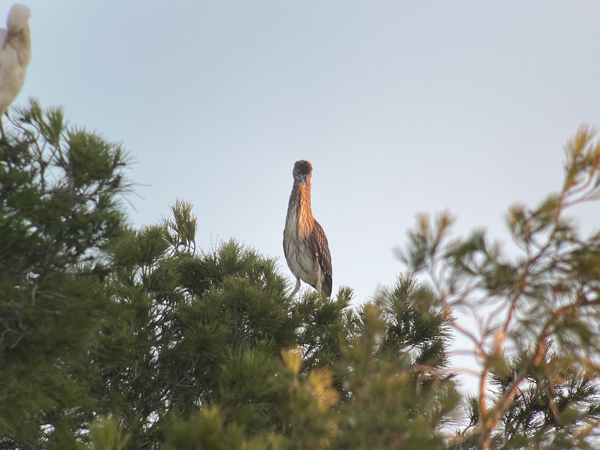 Black-crowned Night Heron - ML597823491