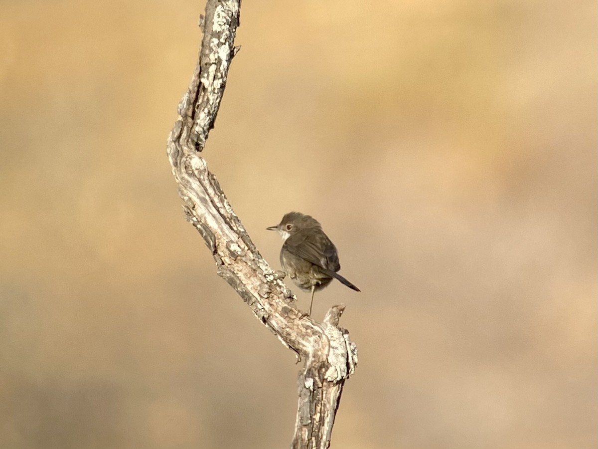 Sardinian Warbler - Dave Craven