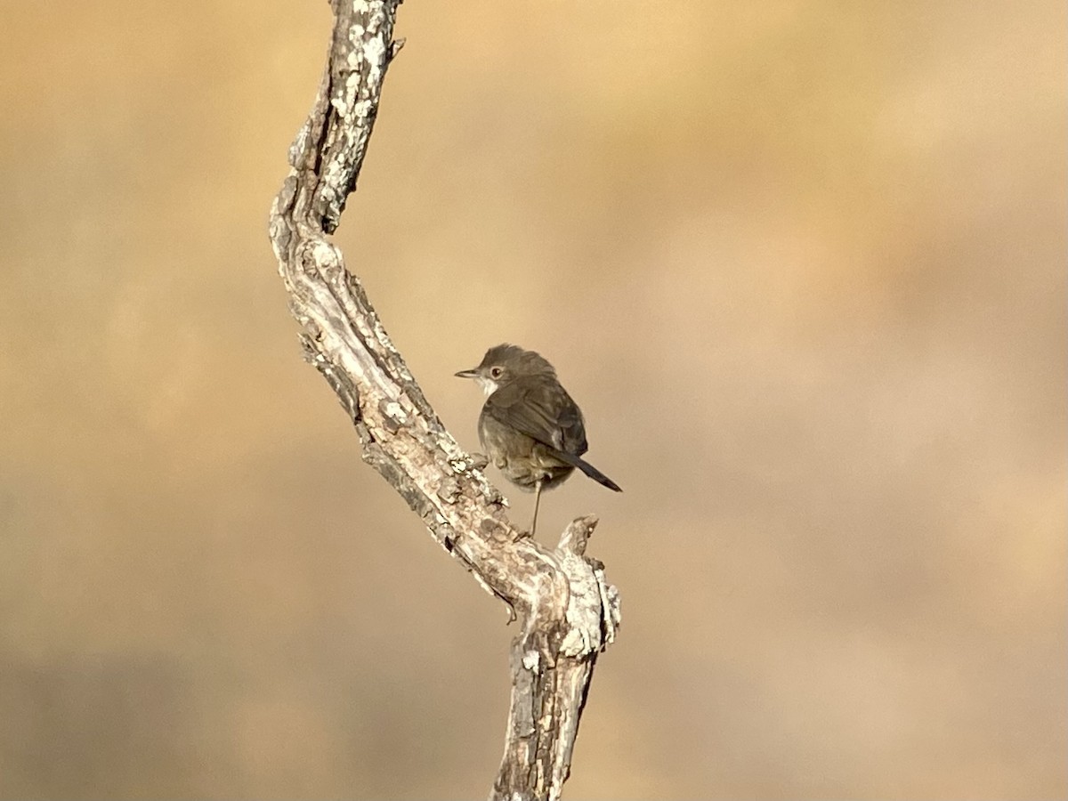 Sardinian Warbler - Dave Craven