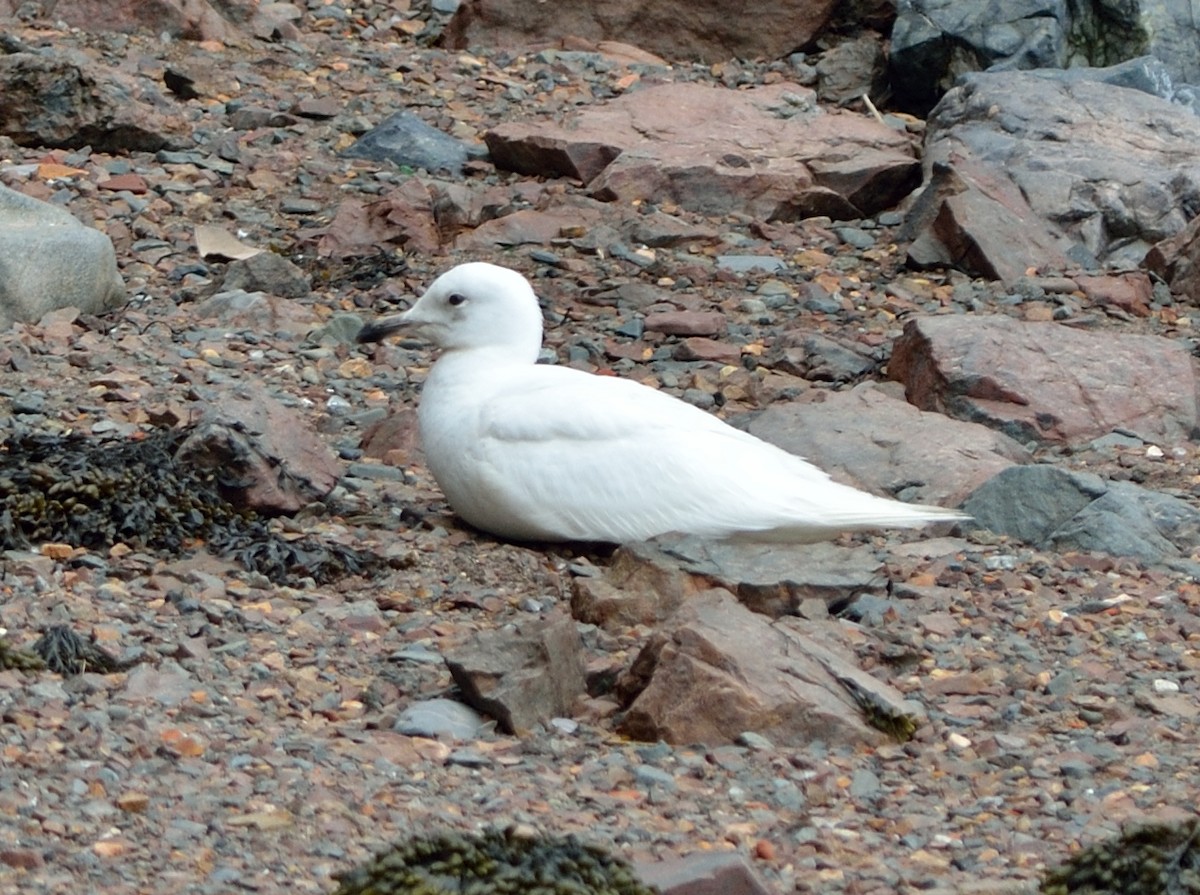 Iceland Gull (kumlieni) - ML59782371