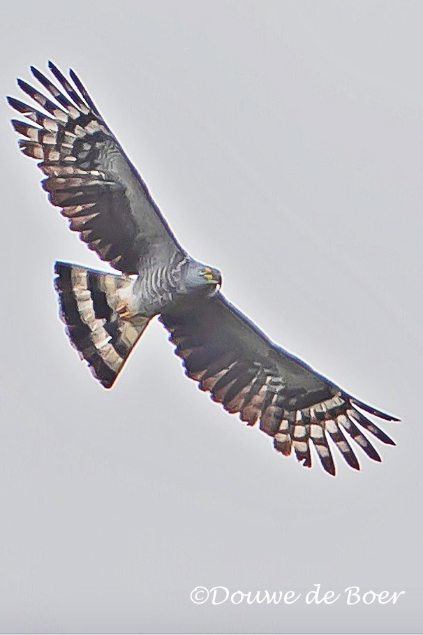 Hook-billed Kite - Douwe de Boer