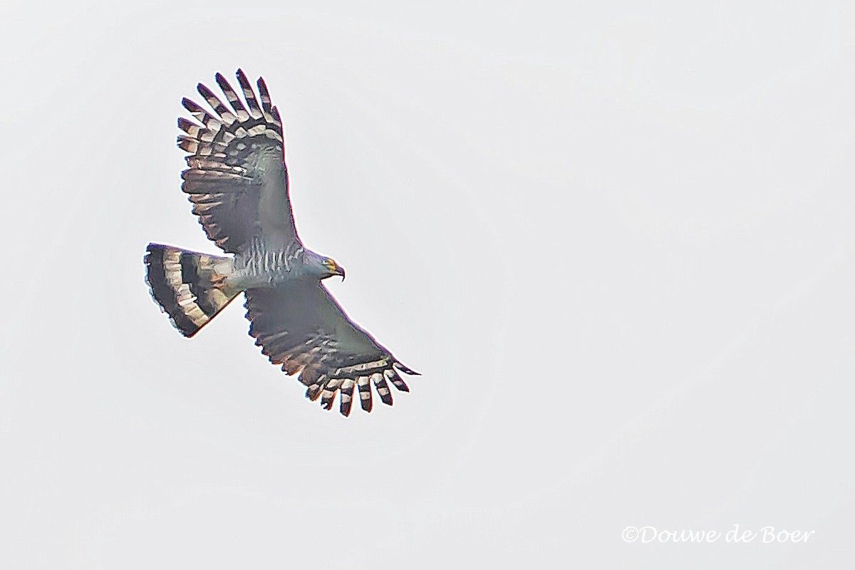 Hook-billed Kite - Douwe de Boer