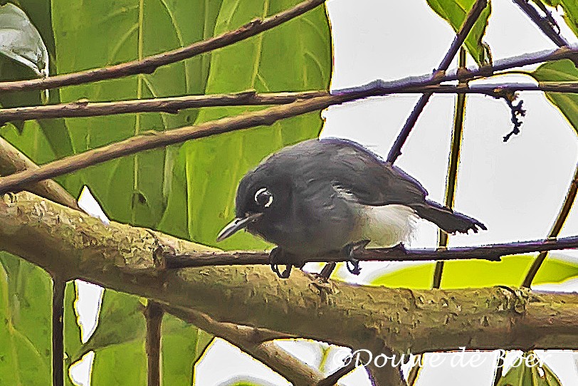 Slate-throated Gnatcatcher - ML597824741