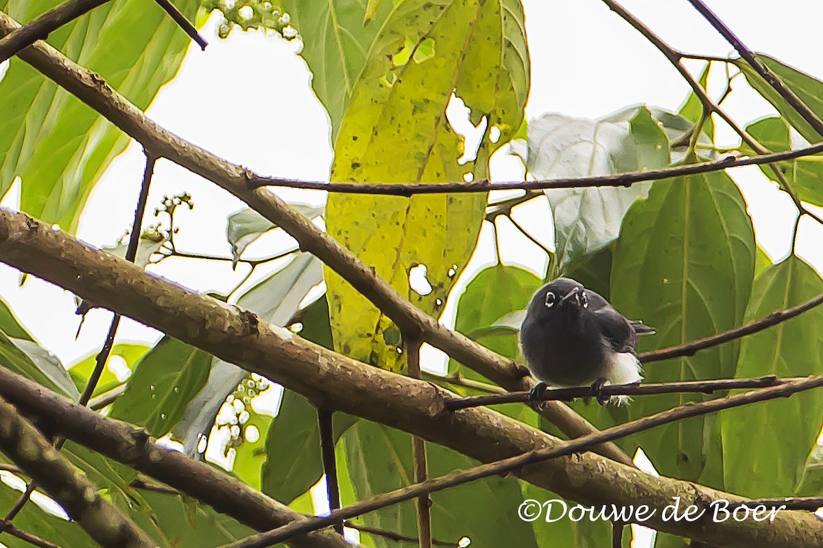 Slate-throated Gnatcatcher - ML597824751