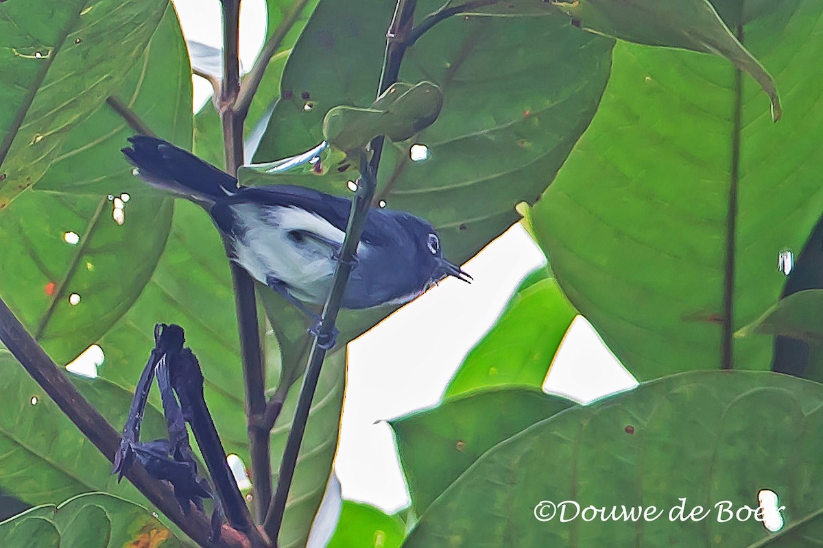 Slate-throated Gnatcatcher - ML597824771