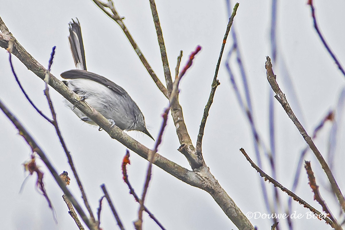 Slate-throated Gnatcatcher - ML597824781