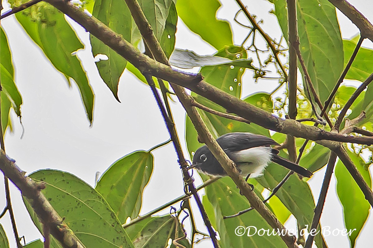 Slate-throated Gnatcatcher - ML597824791