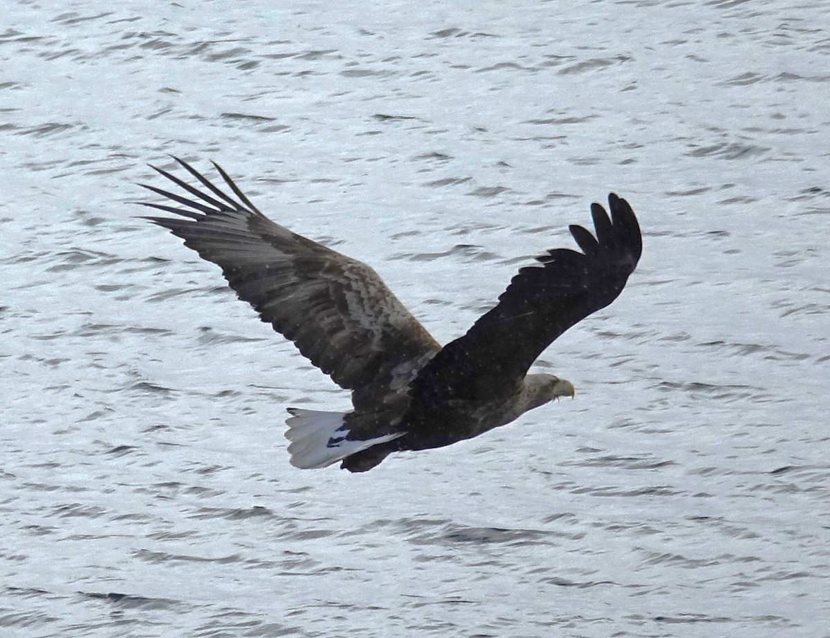 Seeadler - ML597825811