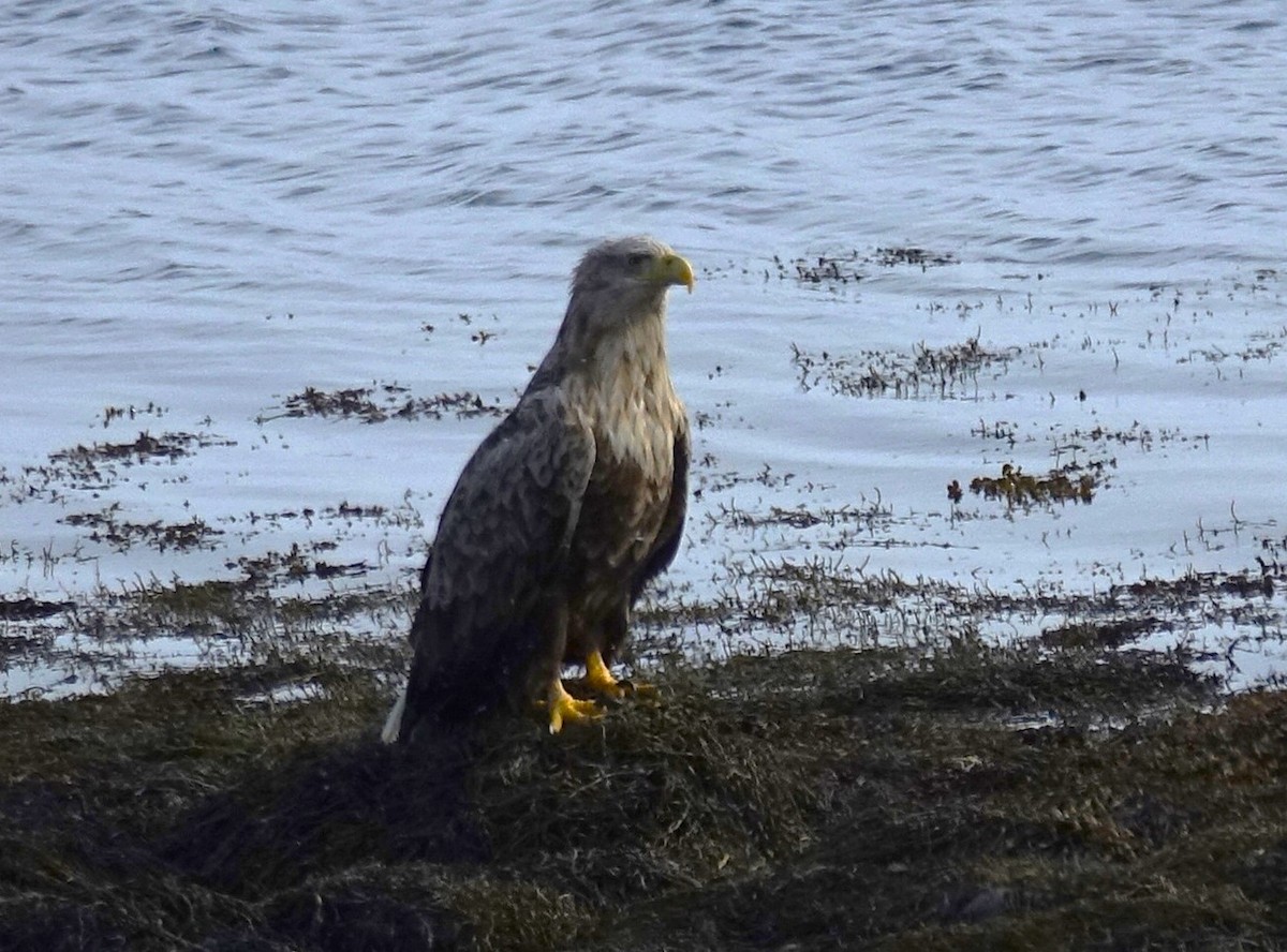 White-tailed Eagle - ML597825821