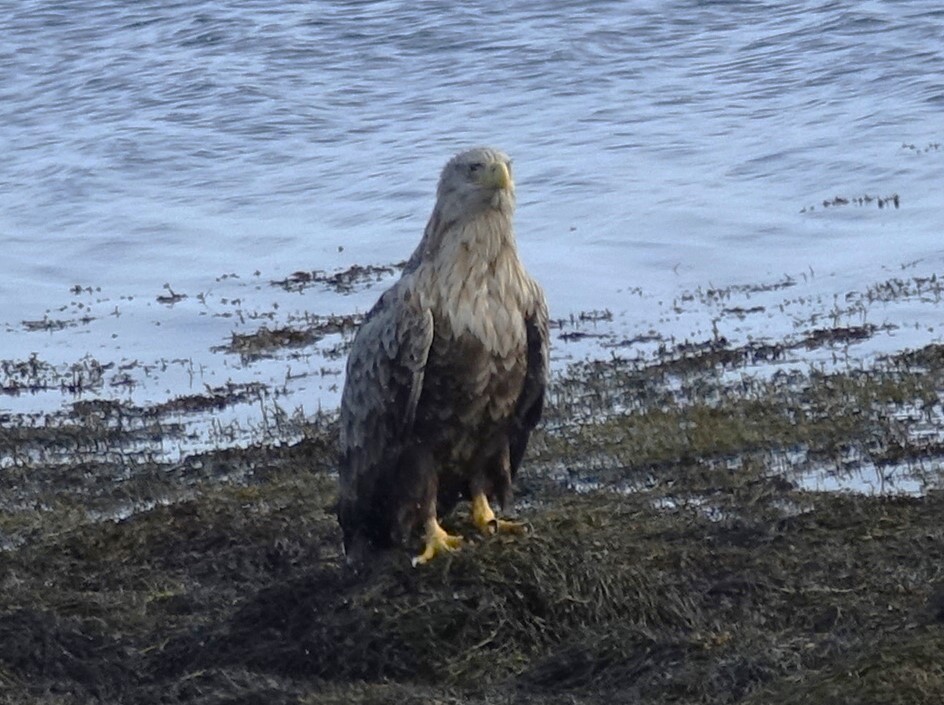 White-tailed Eagle - ML597825831