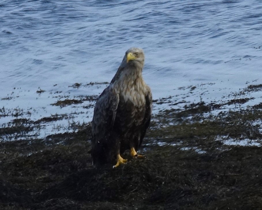 White-tailed Eagle - Edurne Ugarte