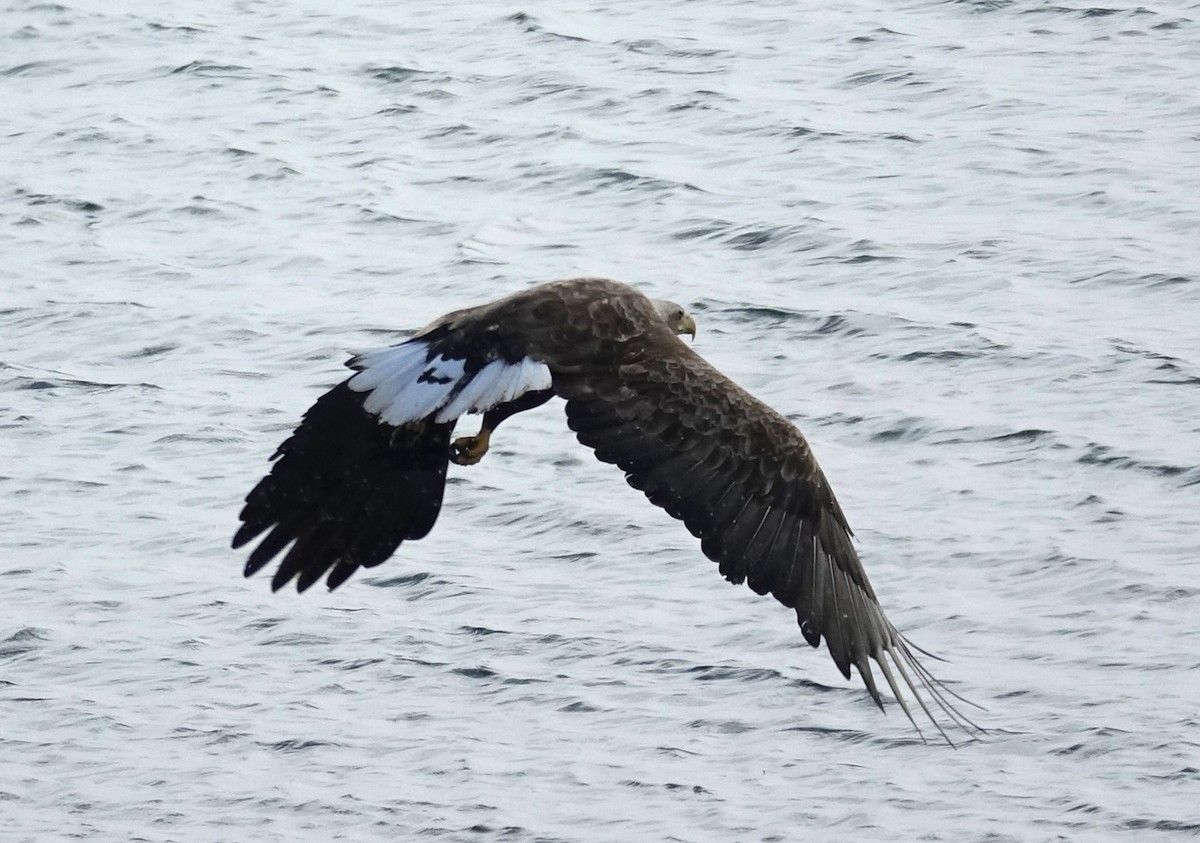 White-tailed Eagle - Edurne Ugarte