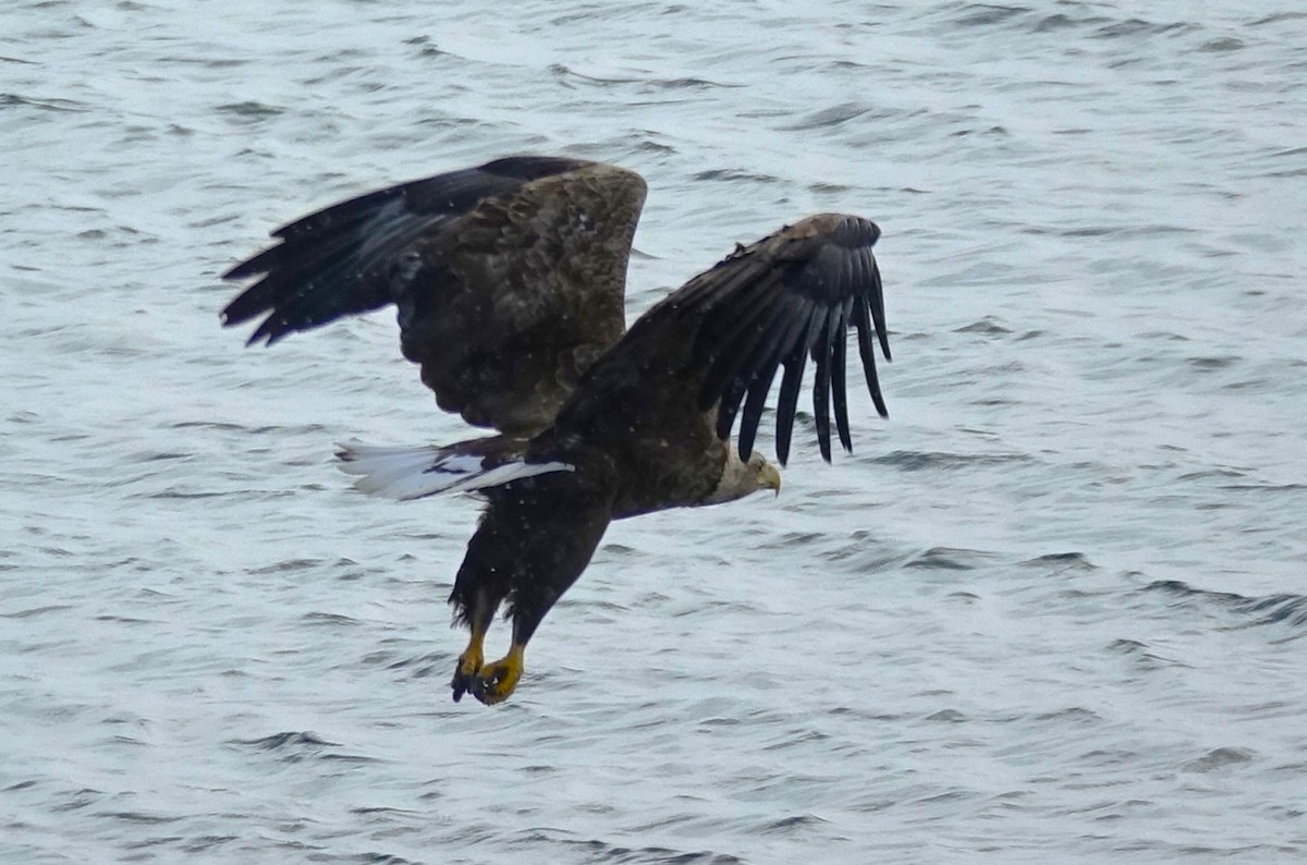 White-tailed Eagle - ML597825861