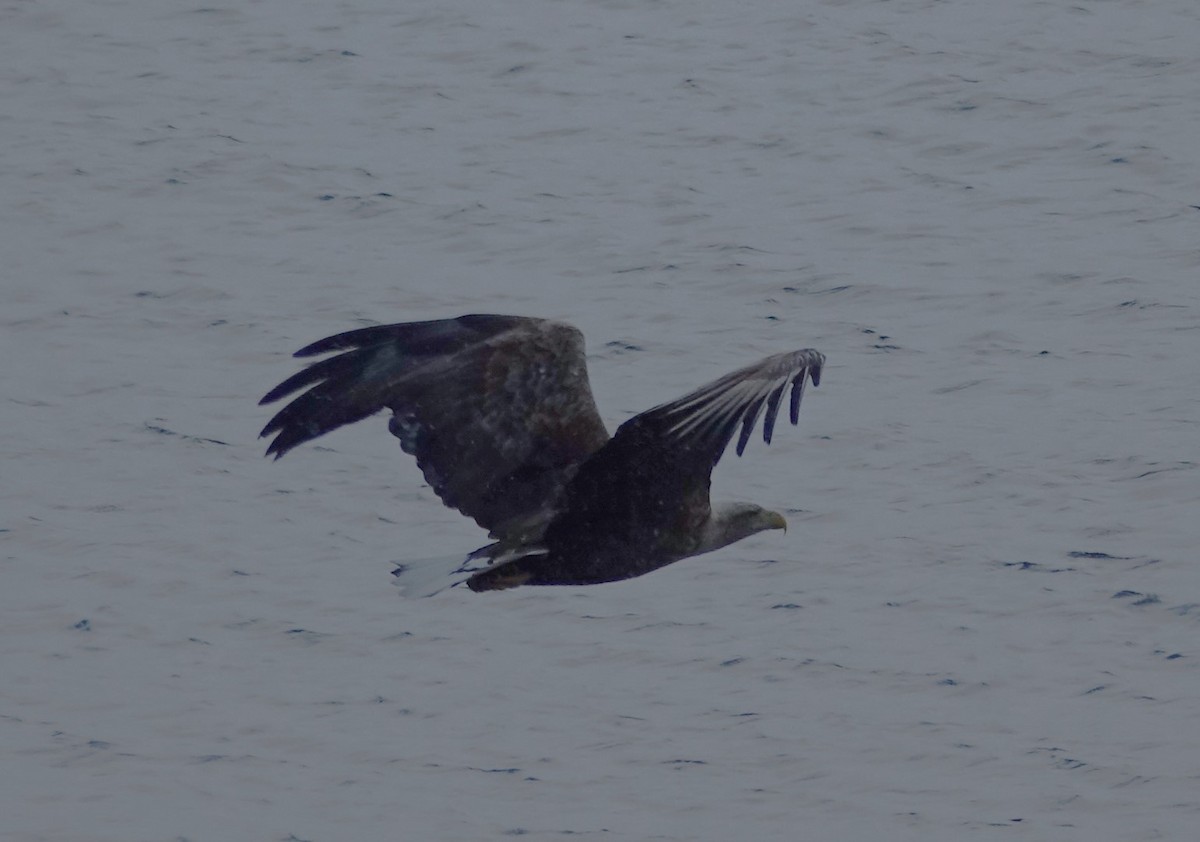 White-tailed Eagle - ML597825871