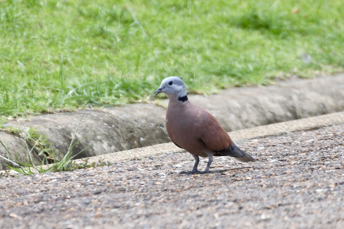 Red Collared-Dove - Teeranan Tinpook