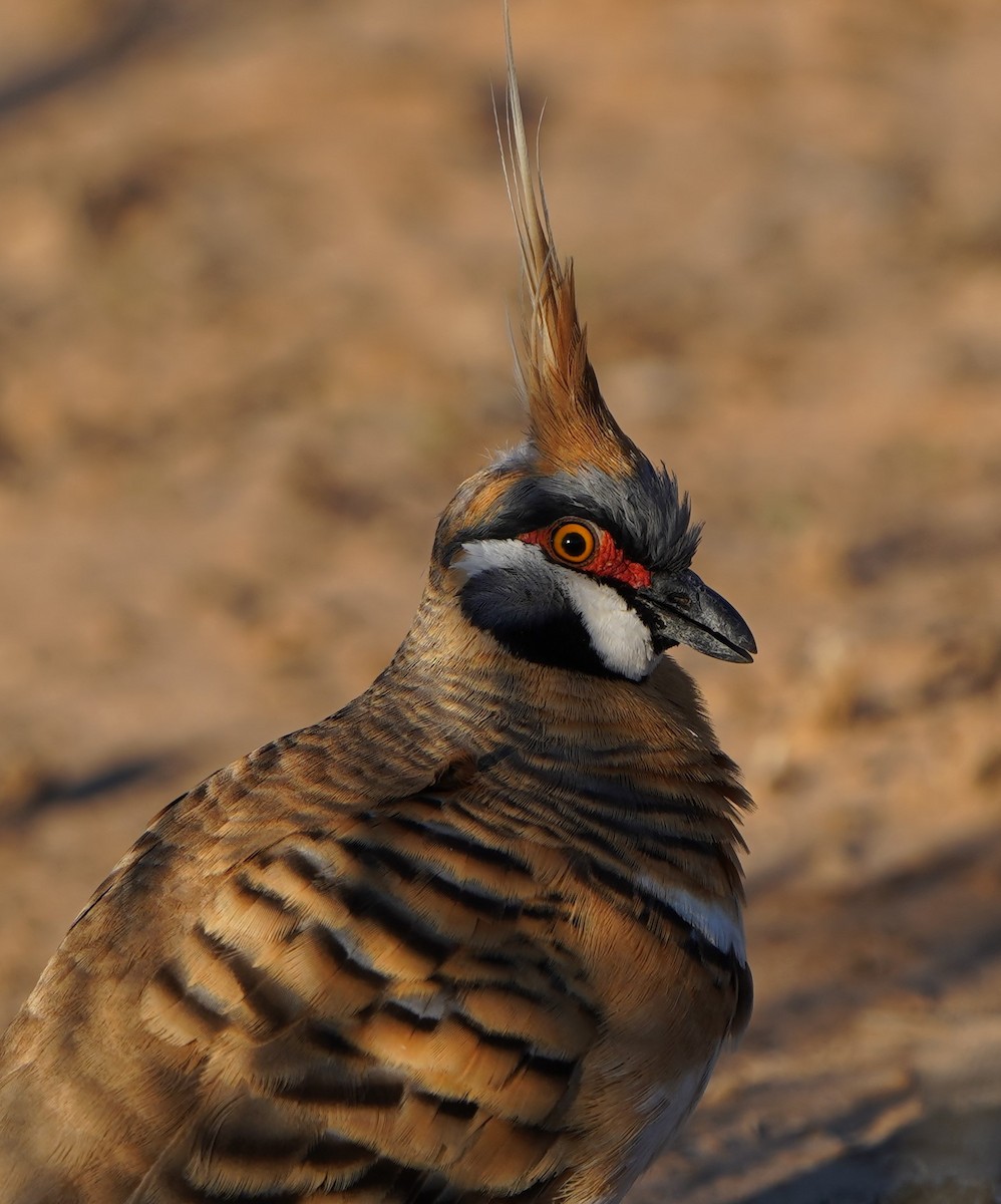 Spinifex Pigeon - ML597826141