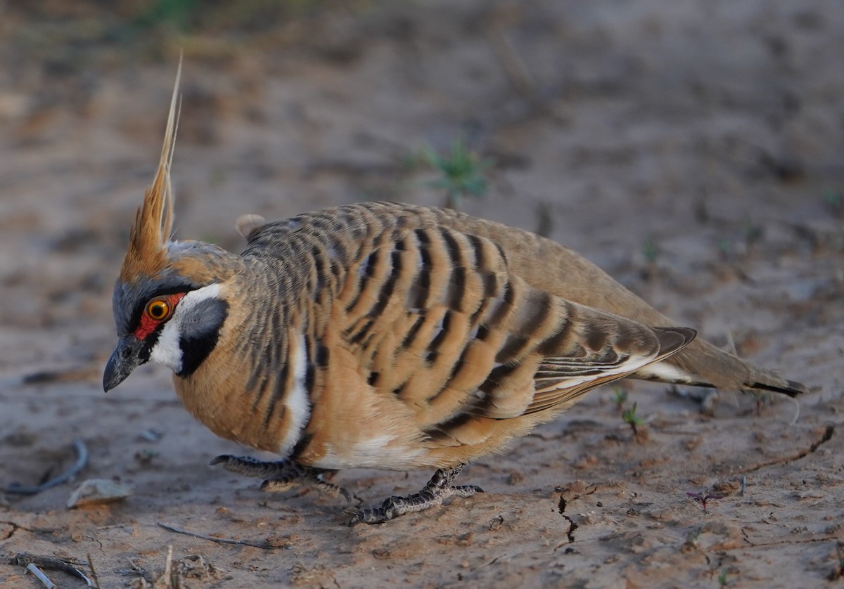 Spinifex Pigeon - ML597826151