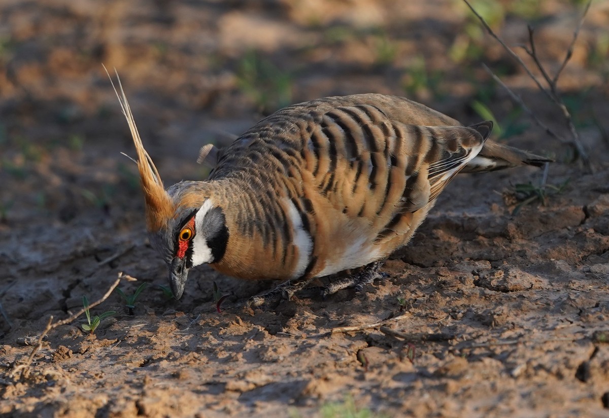 Spinifex Pigeon - ML597826161