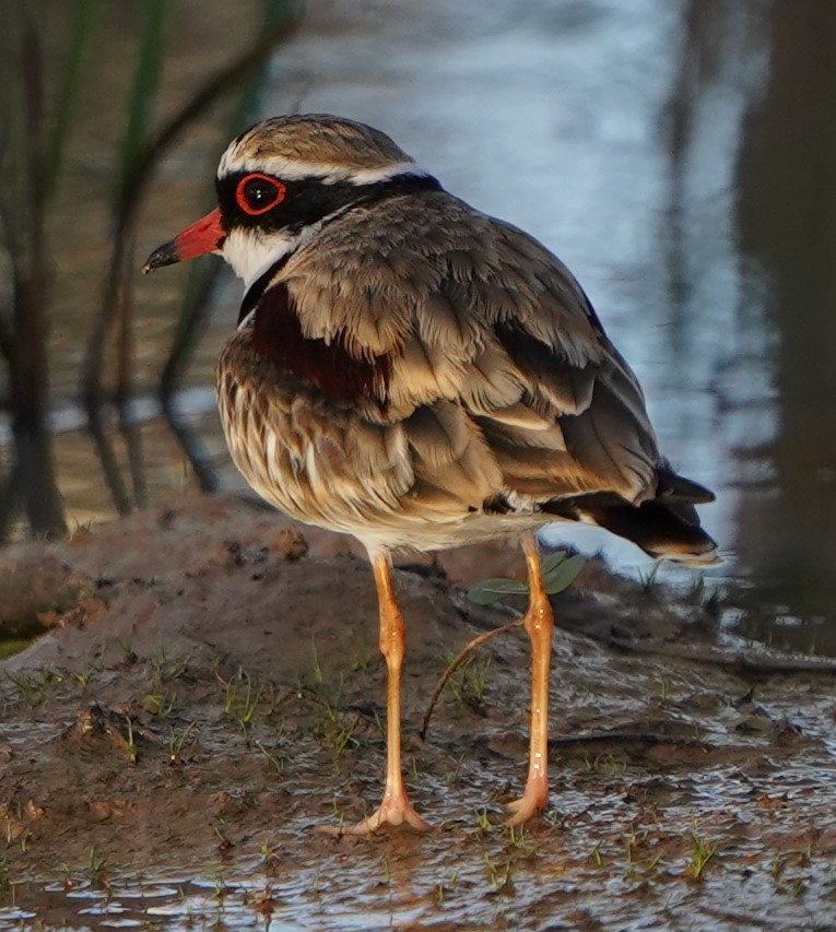 Black-fronted Dotterel - ML597826211