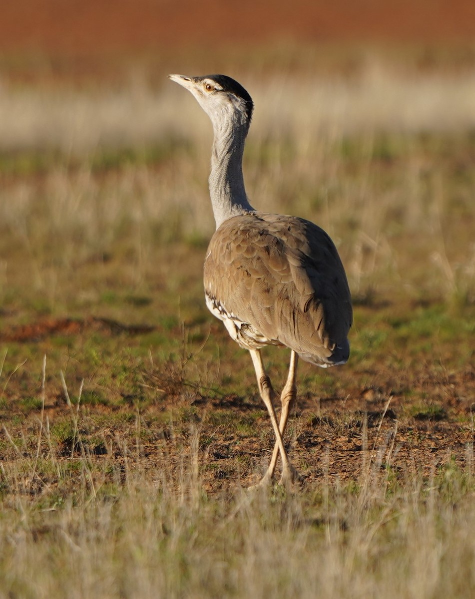 Australian Bustard - ML597827261