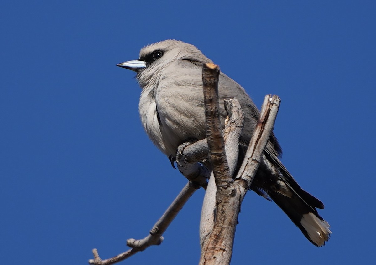 Black-faced Woodswallow - ML597827291