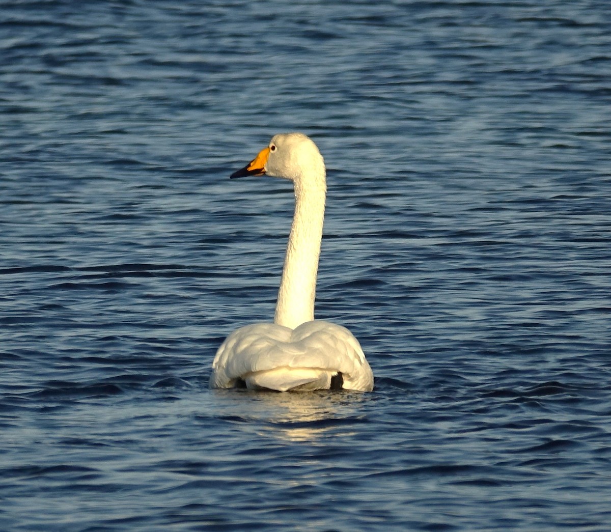 Whooper Swan - Edurne Ugarte