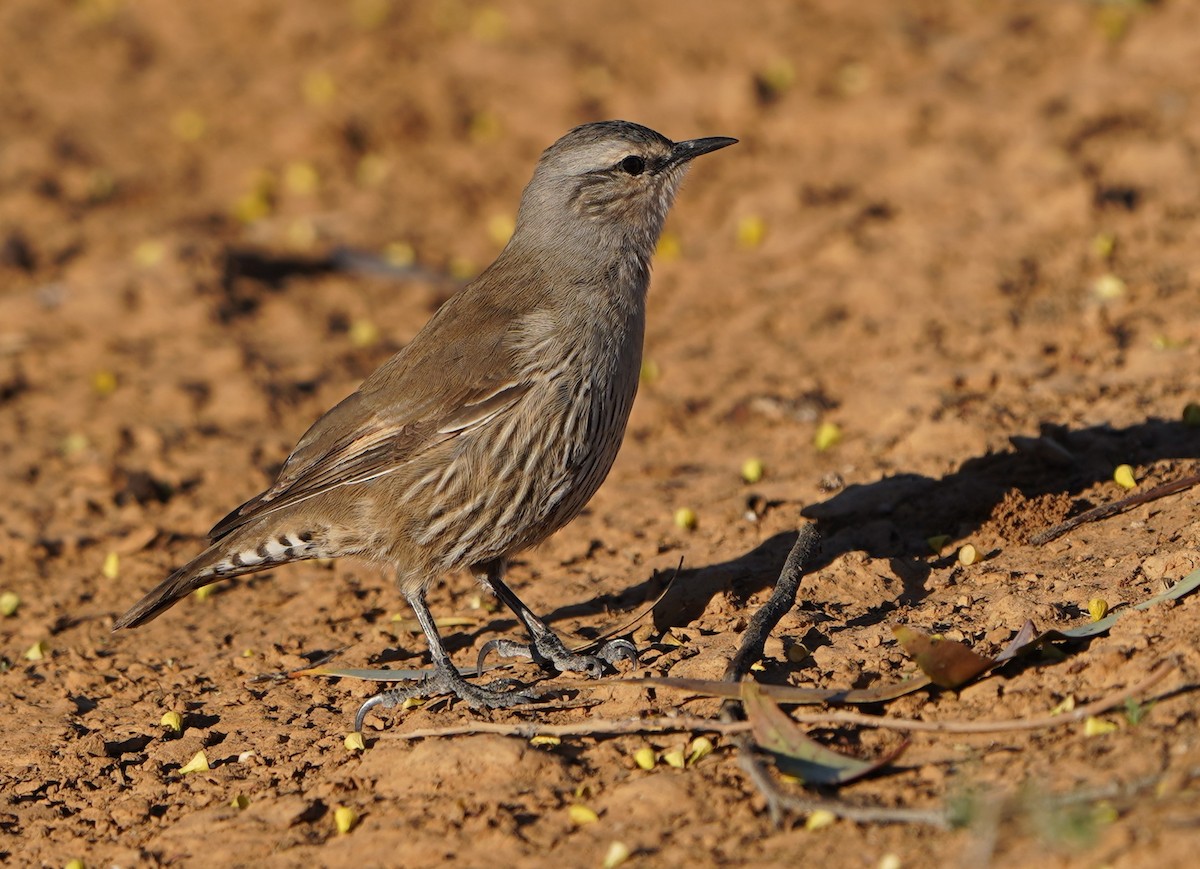 Brown Treecreeper - ML597827591